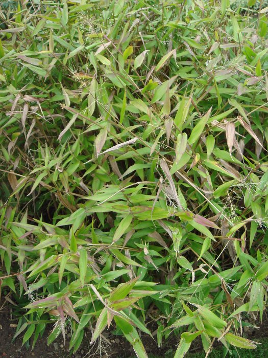 Panicum clandestinum (2)
